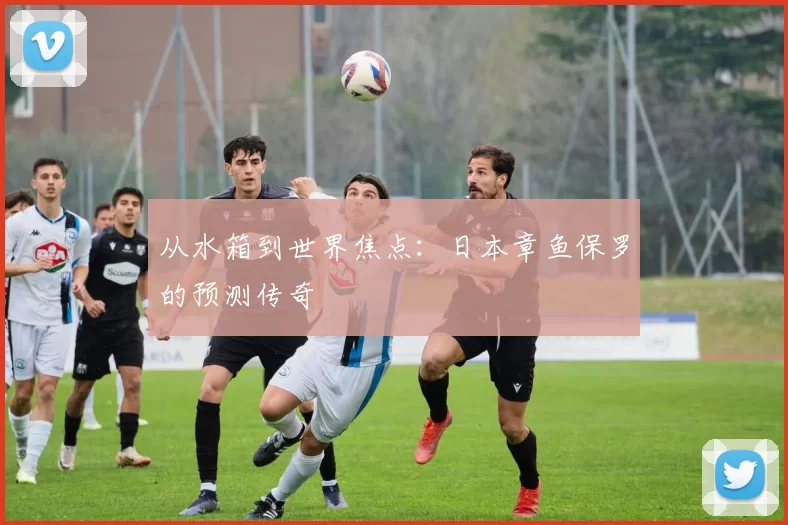 从水箱到世界焦点：日本章鱼保罗的预测传奇